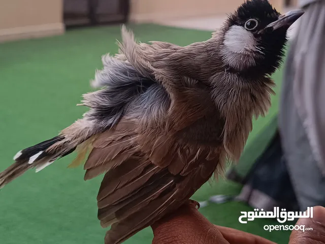 Robuya kamal balabul