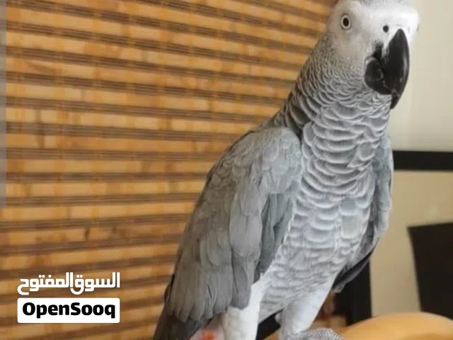 مطلوب كاسكو للتبني