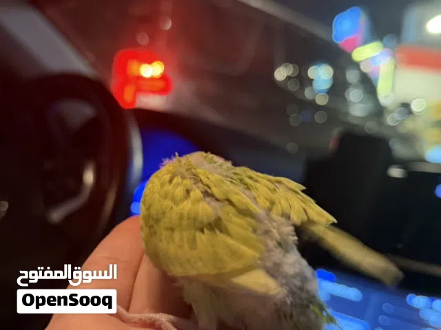 Baby budgie - فروخ بادجي