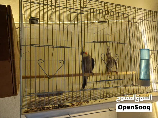 1 pair brid