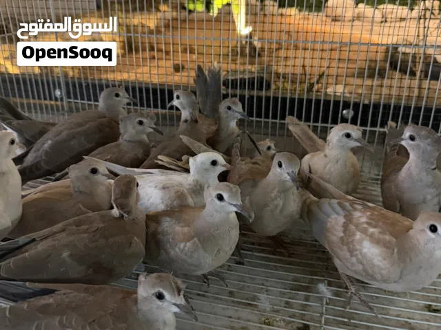 محميه ياكريم 14حبه فواتح دبل كرست عيون حمر