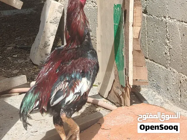 4 جاجات وديك باكستاني للبيع بسعر مغري