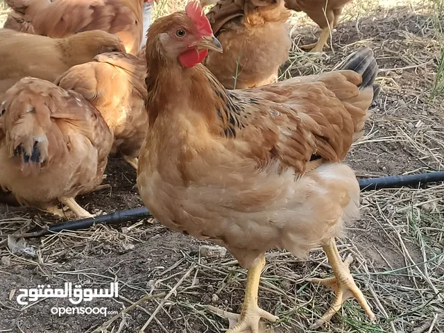 بيع جيون تيسير درجة الى