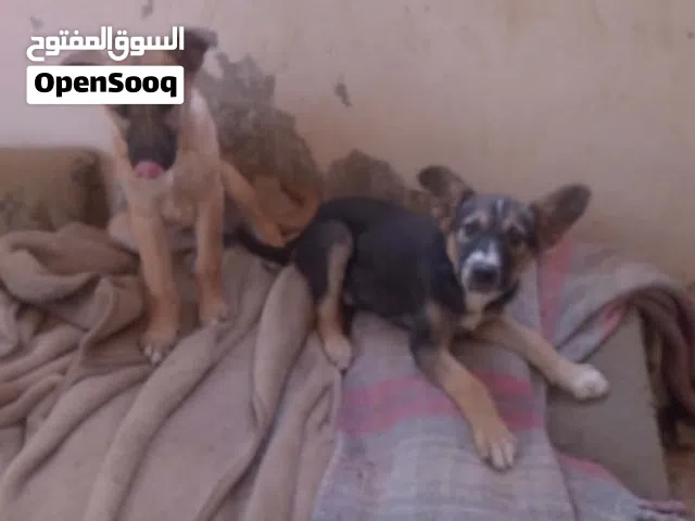 جراوه أنثى للبيع بعمر 3 شهور