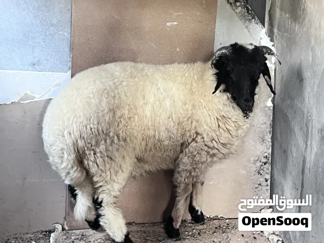 وطني للبيع 1600