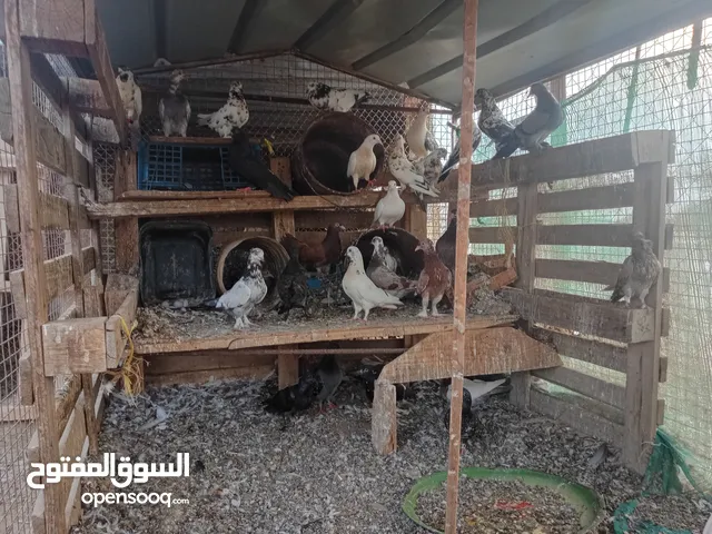 حمام رسايل للبيع الوحده ب500بيسه