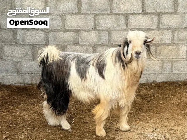 للبييع تيس