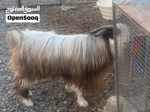 تيس عماني ما شاء الله عليه حار