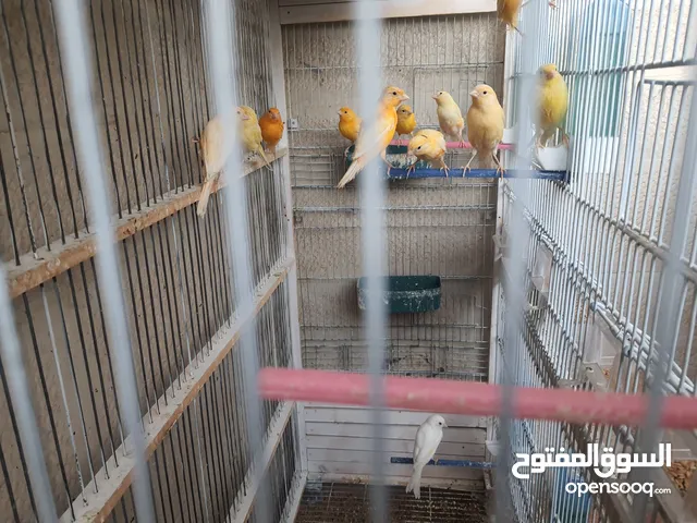 كنارات 10 حبات عمر 10 شهور وخمسه عمر 3 شهور