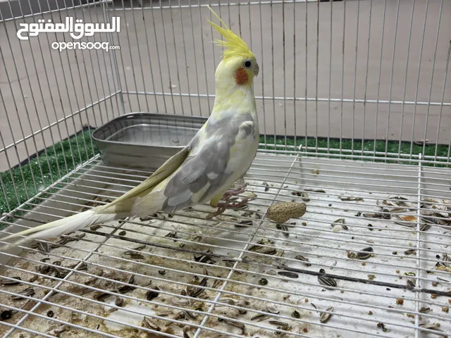 البيع طيور كوكتيل ذكر
