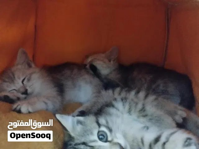 قطط مكس