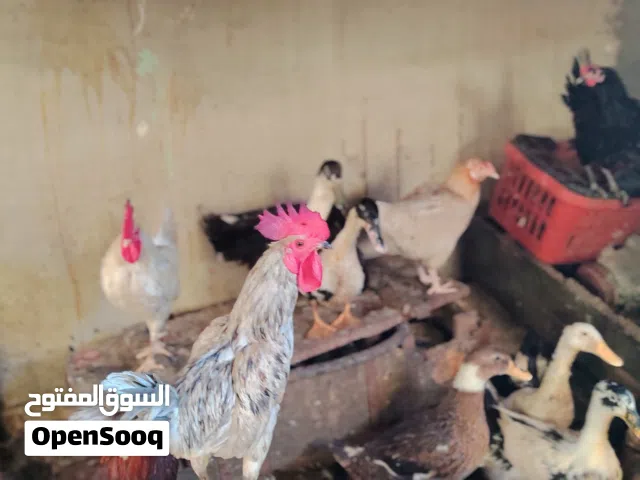 سلام عليكم دجاج وبشوش 8 للبيع شوف الوصف