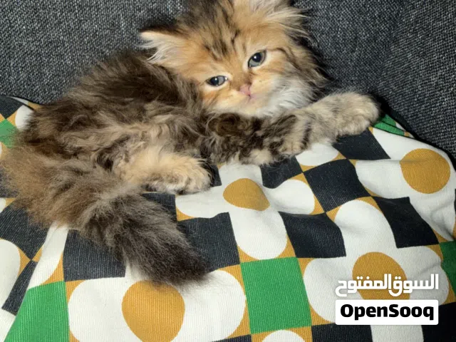 قطط شيرازي كيوت جدًا للبيع – فرو كثيف وعيون جميلة