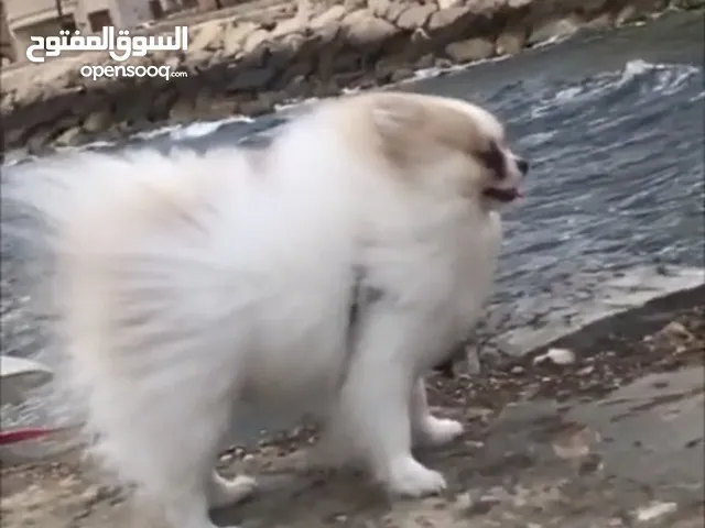 موهوب ومطيع.