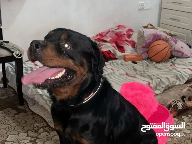 كلب للبيع روت ويلر ذكر