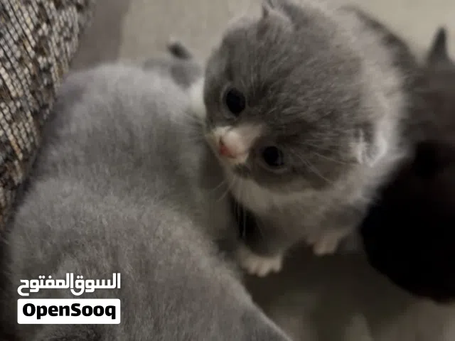 قطط سكوتج ملون