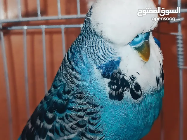 تبارك الله