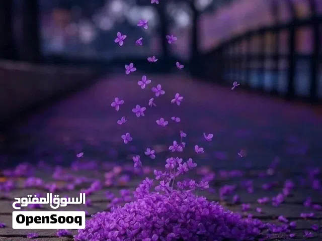 مطلوب شقه ارضيه فارغه للايجار في الجبيهه