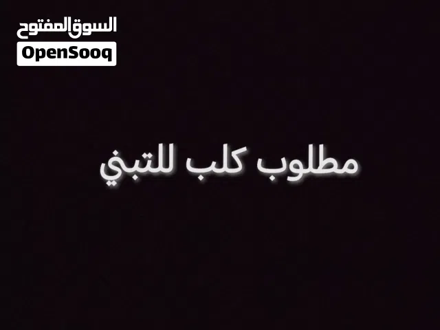 كلب للتبني