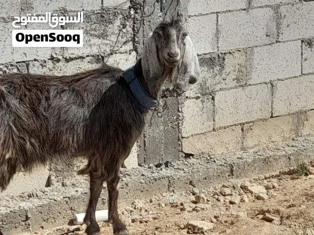عنزين وجدي