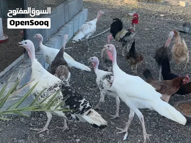 دجاج رومي للبيع او للبدل