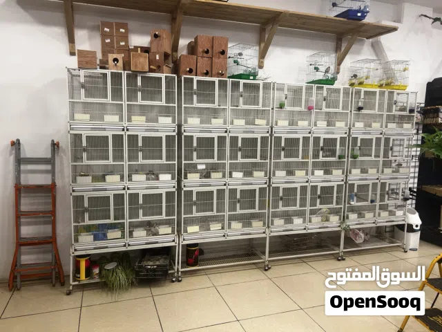 اربعه سلاكات صينين شبه جدد