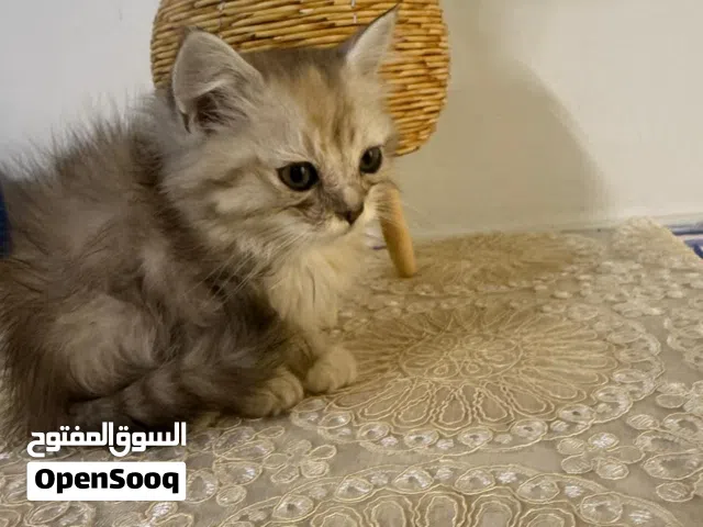 قطه للبيع مواليد 2025 العمر شهرين ونصف