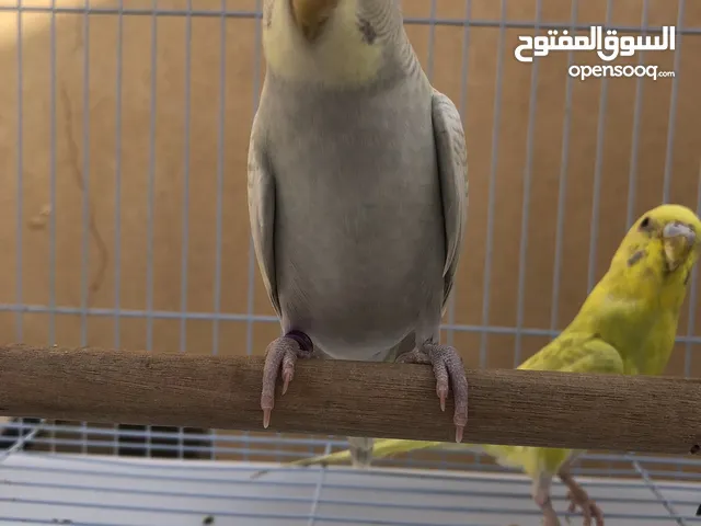 بادجي أستراليًا