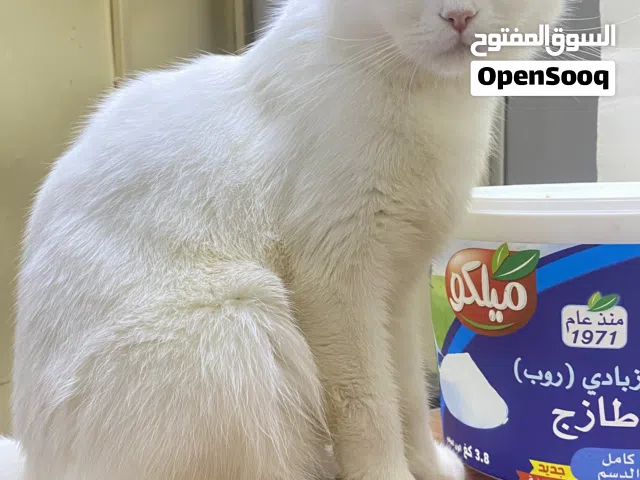 قطة شيرازي لتبني مجان في العين