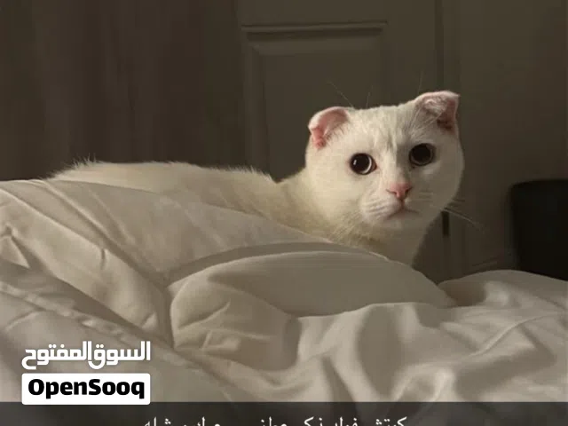 للبيع سكوتش فولد