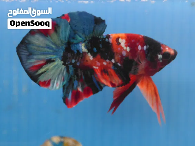 Premium HMPK Betta Fish – Healthy & High Quality(available in pairs as well as singles)