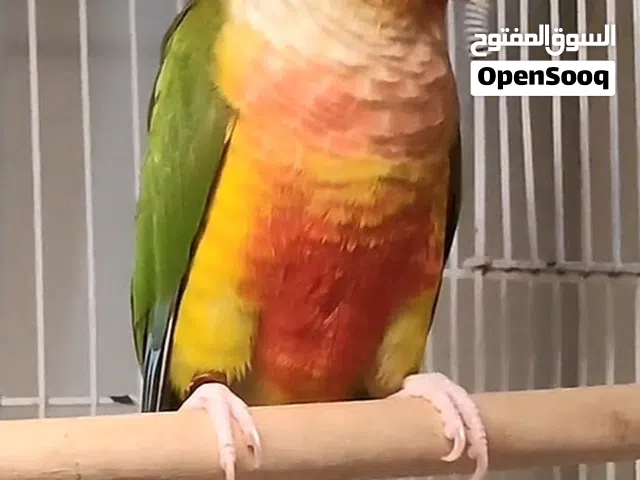 للبيع بـ 55 ريال