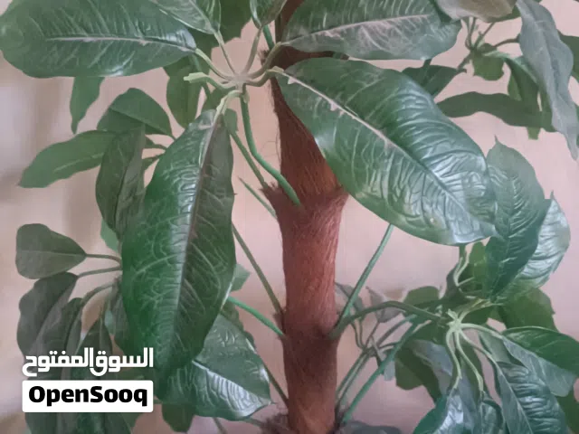 شجر صناعي بسعر رمزي للبيع