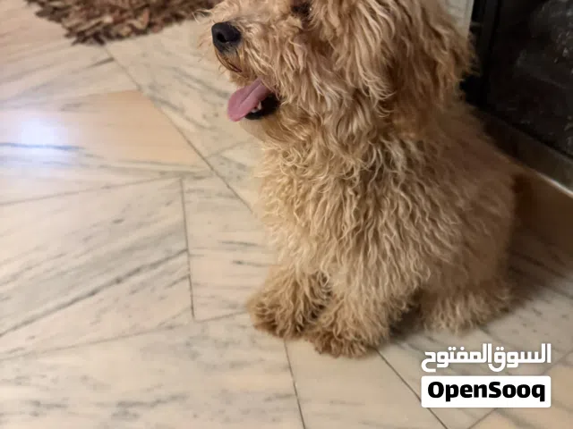 توي بودل ذكر هادي و مدرب عائلي ماخذ كل المطاعيم للبيع Toy poodle well behaved trained and vaccinated