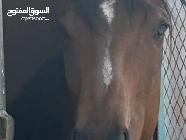 موجود مهرعمر سنتين مستورد الاب والام معسوف هادي جدا
