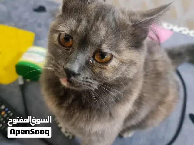 قطه مفقودة في العشار/ الخضاره /شارع الخندق قرب التميميه اذا وجدت ارجو الاتصال مفتقدينها كلش