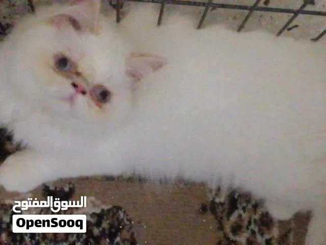 ذكر بيكي فيس هيمالايا اورنج