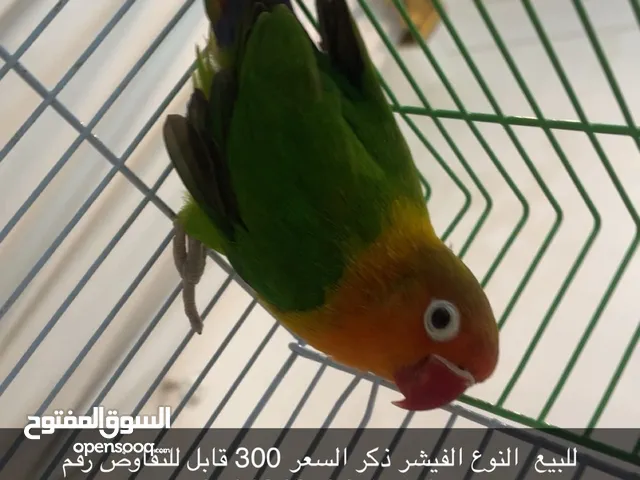 ببغاء النوع الفيشر ذكر