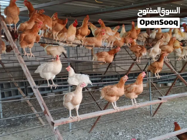 صوص جاج لوهمان صلاة النبي فراخ مميزة بأسعار ناااااار ومتاح توصيل ان شاء الله لكل الأردن