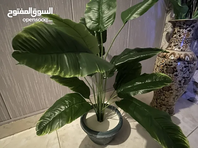 ديكور زراعي