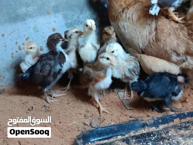 دجاجة عربية مفلسة