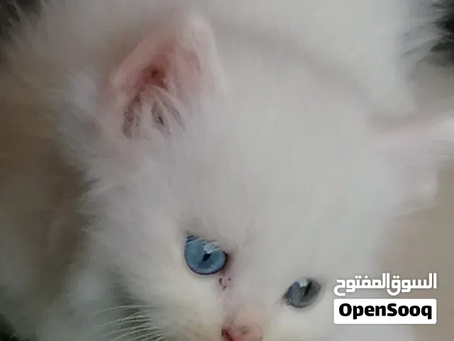 قطط صغار للبيع بعيون زرق