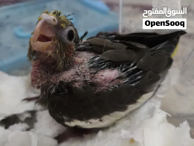 فرخ الكوكتيل