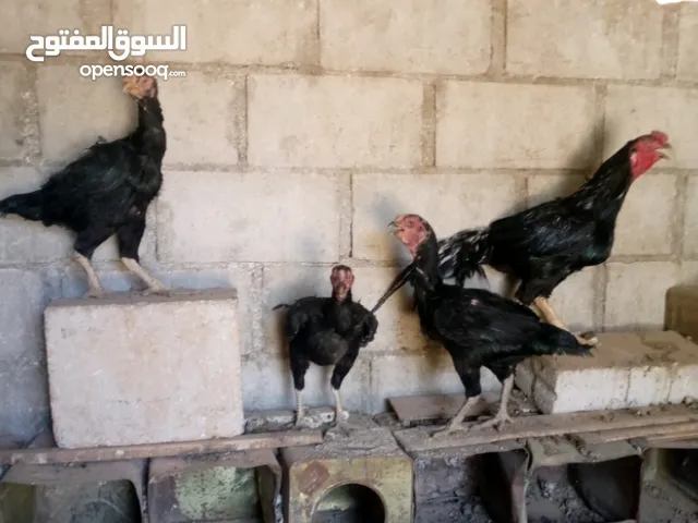 جاج باكستاني وفارسي