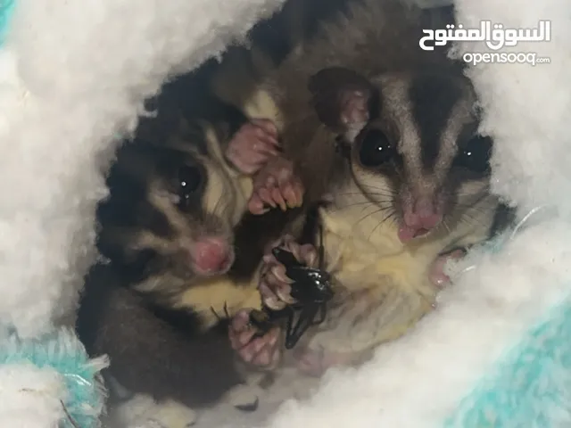 للبيع بيعه مستعجله شوقر قلايدر