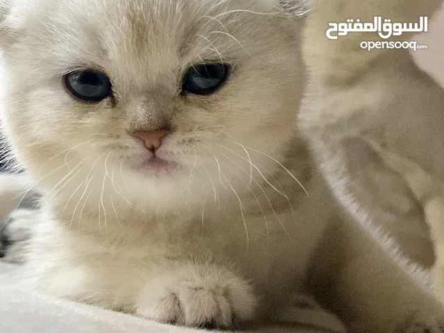 انثى سكوتش دبل فولد Cy11