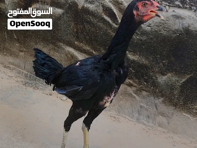 ديجين ودجاجه هراتي عمر 5اشهر