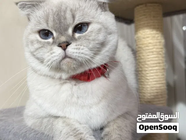 انثى سكوتش فولد 800 عمرها سنتين ماخذة كامل التطعيمات.حنونه ولعوبه وطالبة تزاوج او احتمال حامل