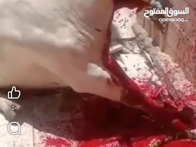 لحام متنقل لجميع المنازل.