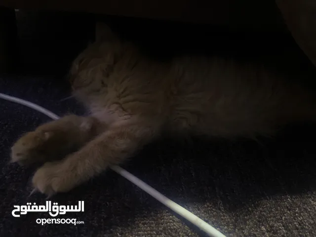 قطط للبيع عدد 2